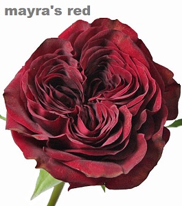 Mayra's Red