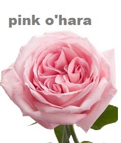 Pink O'Hara