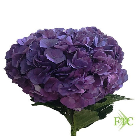 Dark Purple Hydrangea