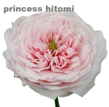 Princess Hitomi