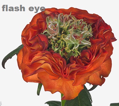 Flash Eye